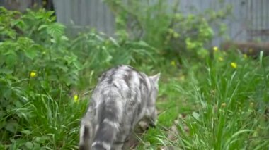 İngiliz gri kedisi yeşil çimlerin üzerinde yürüyor.