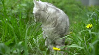 İngiliz gri kedisi doğada yürüyor ve taze otlar yiyor. Kedi vitamin alır..