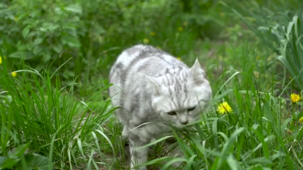 Kucing abu-abu Inggris berjalan di alam dan makan rumput segar. Kucing mendapat vitamin.. — Stok Video