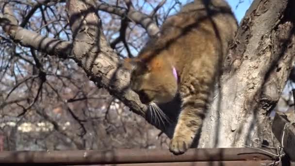 Brytyjski brązowy kot wspina się na drzewo. Kot chodzi w naturze.. — Wideo stockowe