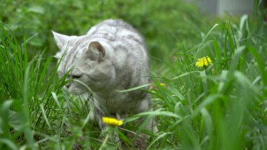 İngiliz gri kedisi doğada yürüyor ve taze otlar yiyor. Kedi vitamin alır..