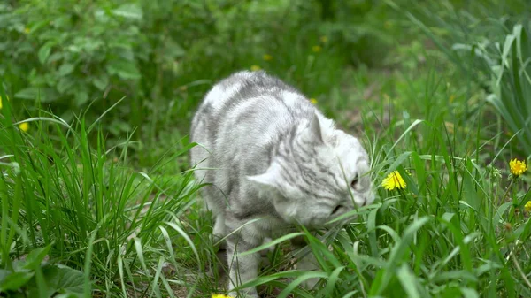 Gato gris británico camina en la naturaleza y come hierba fresca. El gato obtiene vitaminas. —  Fotos de Stock