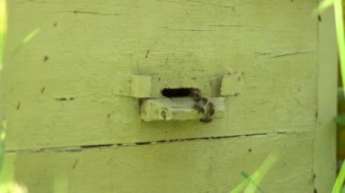 Bal arıları kovana özel bir delikten girer. Arılar için ev.