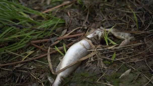 Martwa okoń szczupaka rozkłada się na brzegu. Katastrofa ekologiczna masowa śmierć ryb. — Wideo stockowe