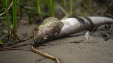 Ölü turna balığı kıyıda çürür. Ekolojik felaket, balıkların toplu ölümü.