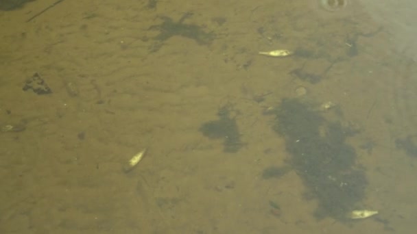 Un poisson mort se trouve au fond du lac. Catastrophe écologique mort massive de poissons. — Video