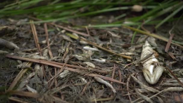 Hay muchos peces muertos en la orilla. Desastre ecológico muerte masiva de peces. — Vídeos de Stock