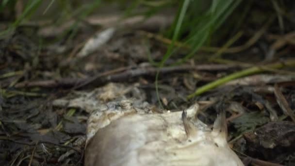 El bagre muerto se descompone en la orilla. Desastre ecológico muerte masiva de peces. — Vídeo de stock