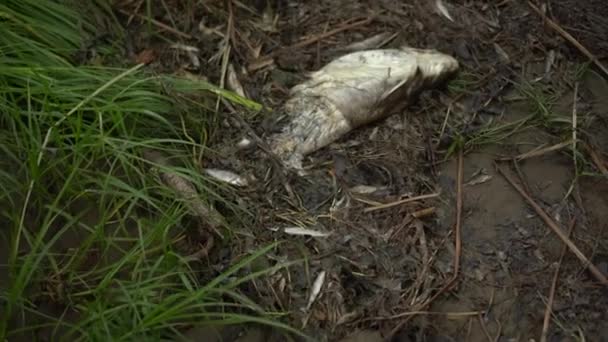 Ikan lele mati membusuk di pantai. Bencana ekologi kematian massal ikan. — Stok Video