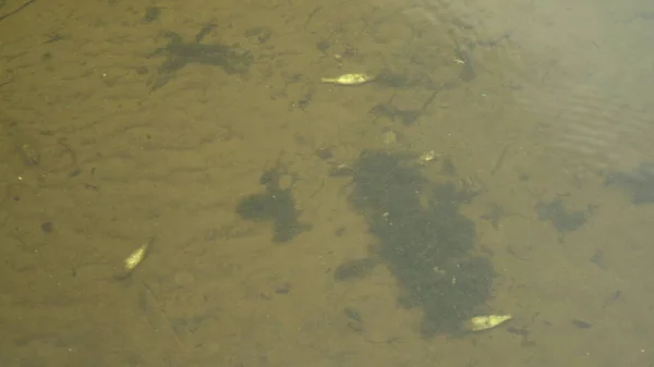 A dead fish lies at the bottom of the lake. Ecological disaster mass death of fish. — Stock Photo, Image