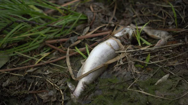El lucio muerto se descompone en la orilla. Desastre ecológico muerte masiva de peces. — Foto de Stock
