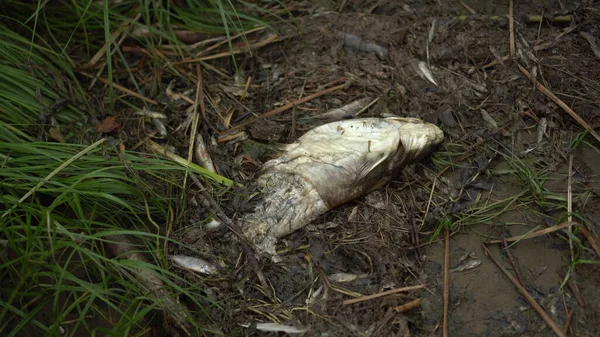 I pesci gatto morti si decompongono sulla riva. Disastro ecologico - morte di massa dei pesci. — Foto Stock