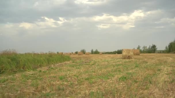 Rolde hooibergen in een veld. Oogsten in het veld. — Stockvideo