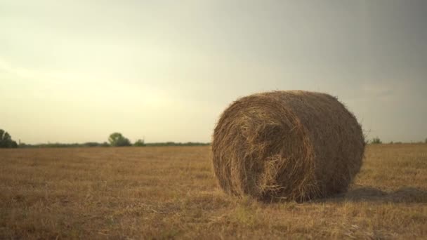 A girar palheiro num campo. Colheita em campo. — Vídeo de Stock