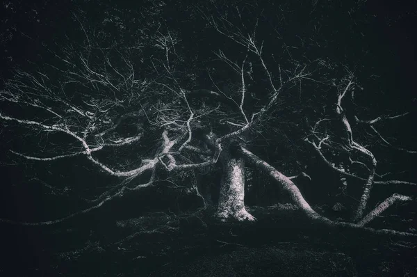 Страшное Жуткое Дерево Форме Человека Лицензионные Стоковые Фото