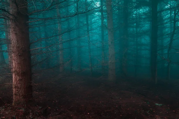 Floresta Escura Assustadora Com Nevoeiro — Fotografia de Stock