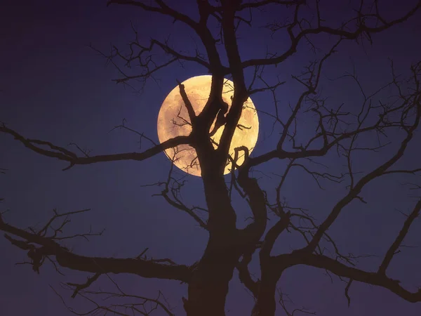 Creepy Tree Silhouette Forest Full Moon Night — Stock Photo, Image