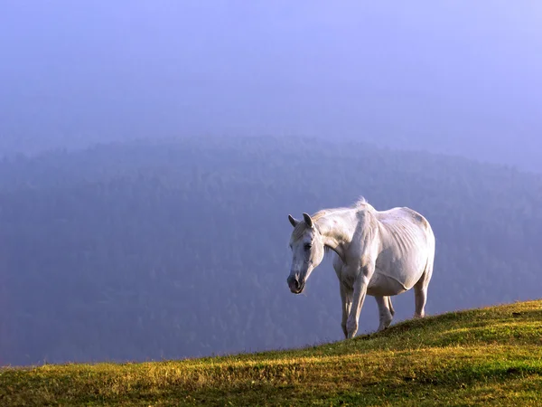 Cavalo Branco — Fotografia de Stock