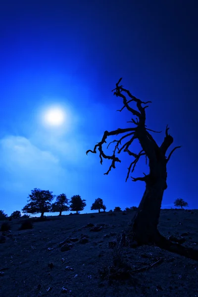 Árvore assustadora à noite — Fotografia de Stock