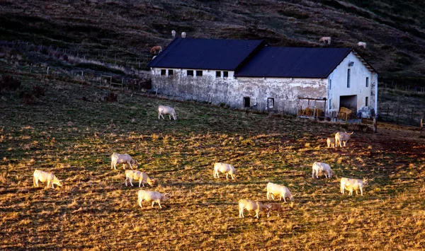 Vacche al pascolo vicino a un fienile — Foto Stock