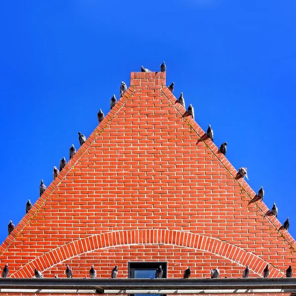 Tauben auf dem Dach — Stockfoto