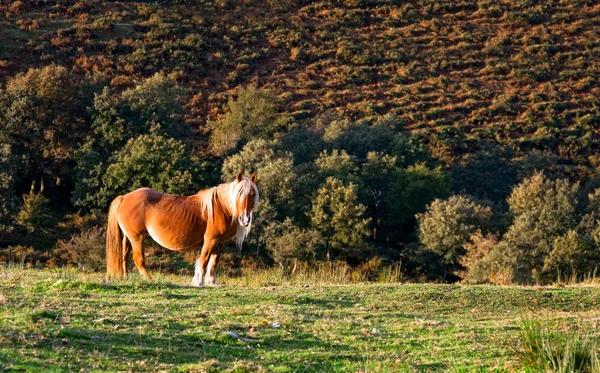 Pottoka-Pferd starrt — Stockfoto