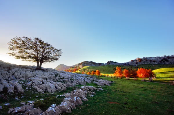 Arraba lands in Gorbea with lonely tree — Stock Photo, Image