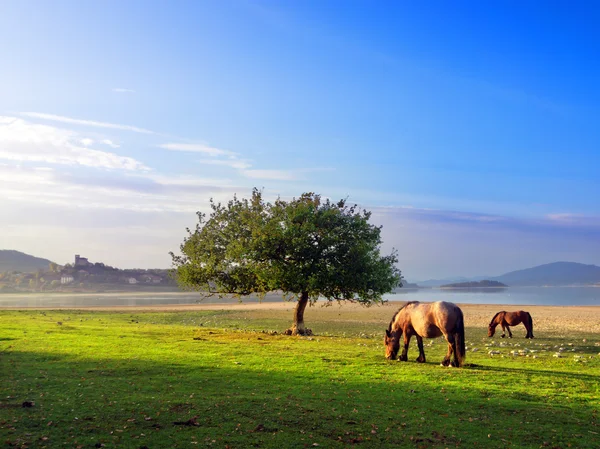 Cavalos perto de Nanclares de Gamboa — Fotografia de Stock