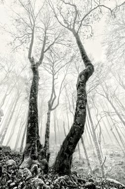 foggy forest with creepy trees in black and white clipart