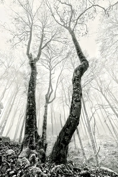 Foggy forest with creepy trees in black and white — Stock Photo, Image