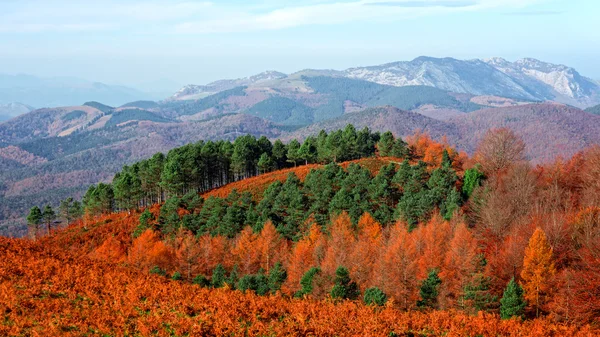 Bomen met herfstkleuren — Stockfoto