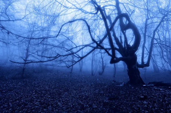 Жахливе дерево вночі — стокове фото