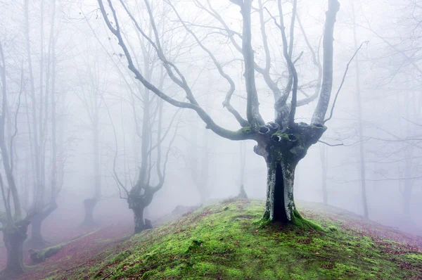 Zauberwald mit Nebel — Stockfoto