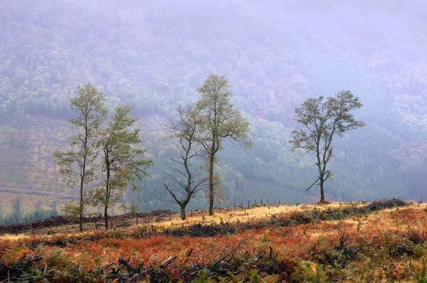 Árvores solitárias — Fotografia de Stock