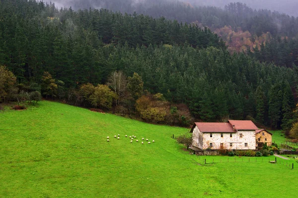 Farm with sheep in Basque Country — Stock Photo, Image