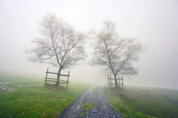 Mysterieuze pad omgeving door bomen — Stockfoto