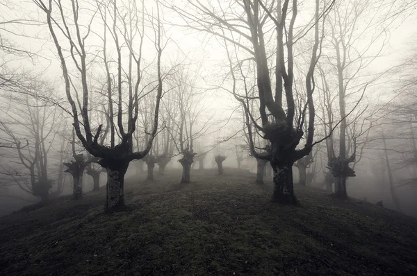 Pădure înfricoșătoare — Fotografie, imagine de stoc