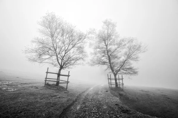 Misterioso sentiero circondato da alberi in bianco e nero — Foto Stock