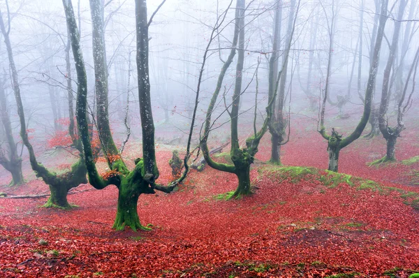 Bosque escalofriante — Foto de Stock