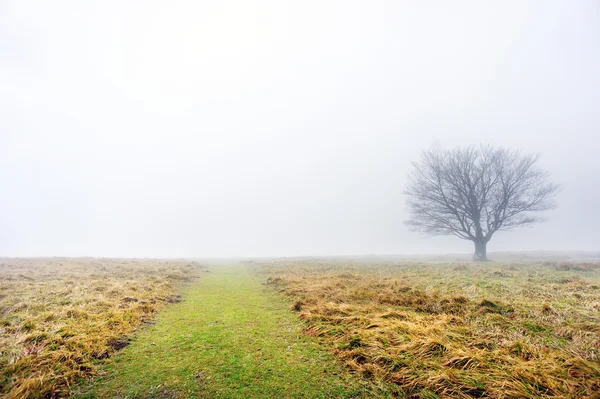 Camino con árbol solitario — Foto de Stock