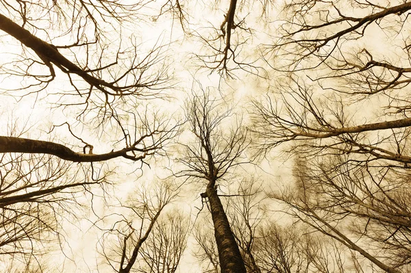 Hemen altındaki persective korku ormanı — Stok fotoğraf
