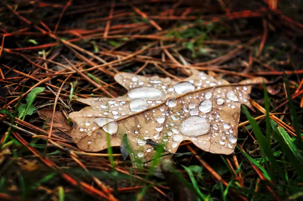 Blad met waterdruppels in de herfst — Stockfoto