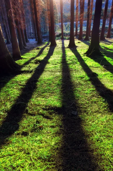 Wald mit Sonnenlicht und Schatten — Stockfoto