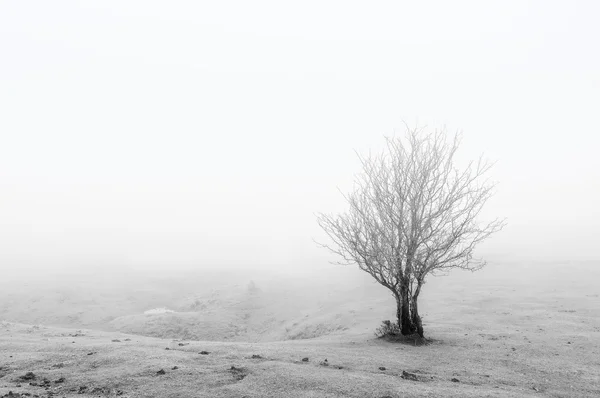 Lonely plant — Fotografie, imagine de stoc