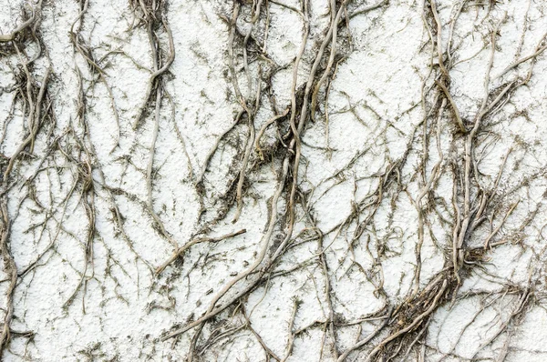 Creeper plant texture on wall — Stock Photo, Image