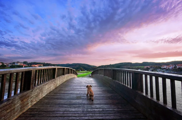 Hund in einer Brücke — Stockfoto