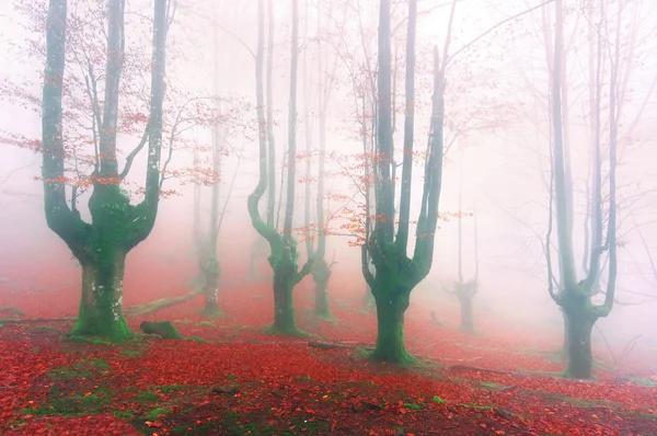Magical forest in autumn — Stock Photo, Image