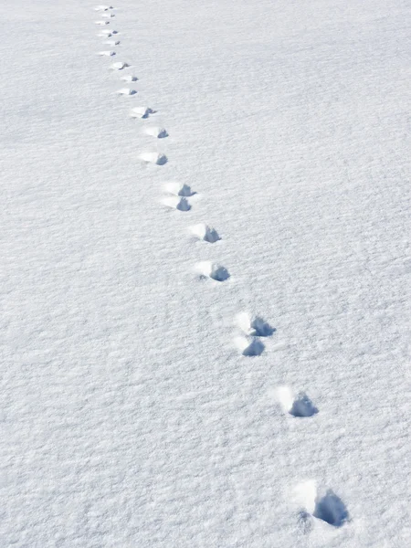 Footprints in the snow — Stock Photo, Image