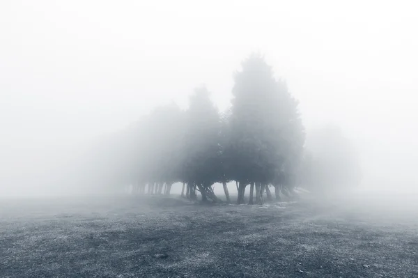 Fekete-fehér titokzatos ködös erdő — Stock Fotó