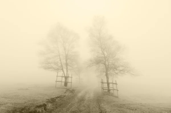 Misterioso camino rodeado de árboles con color sepia — Foto de Stock